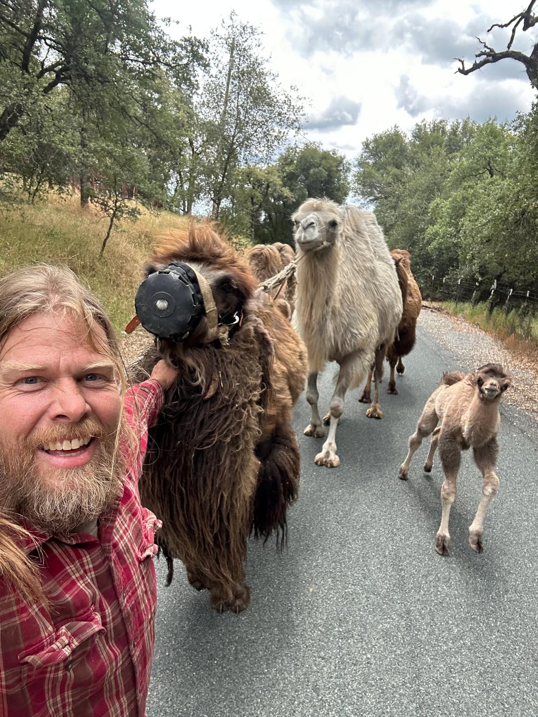 Walking the camels down a country road