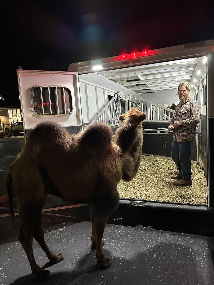 Loading a camel into the trailer at night